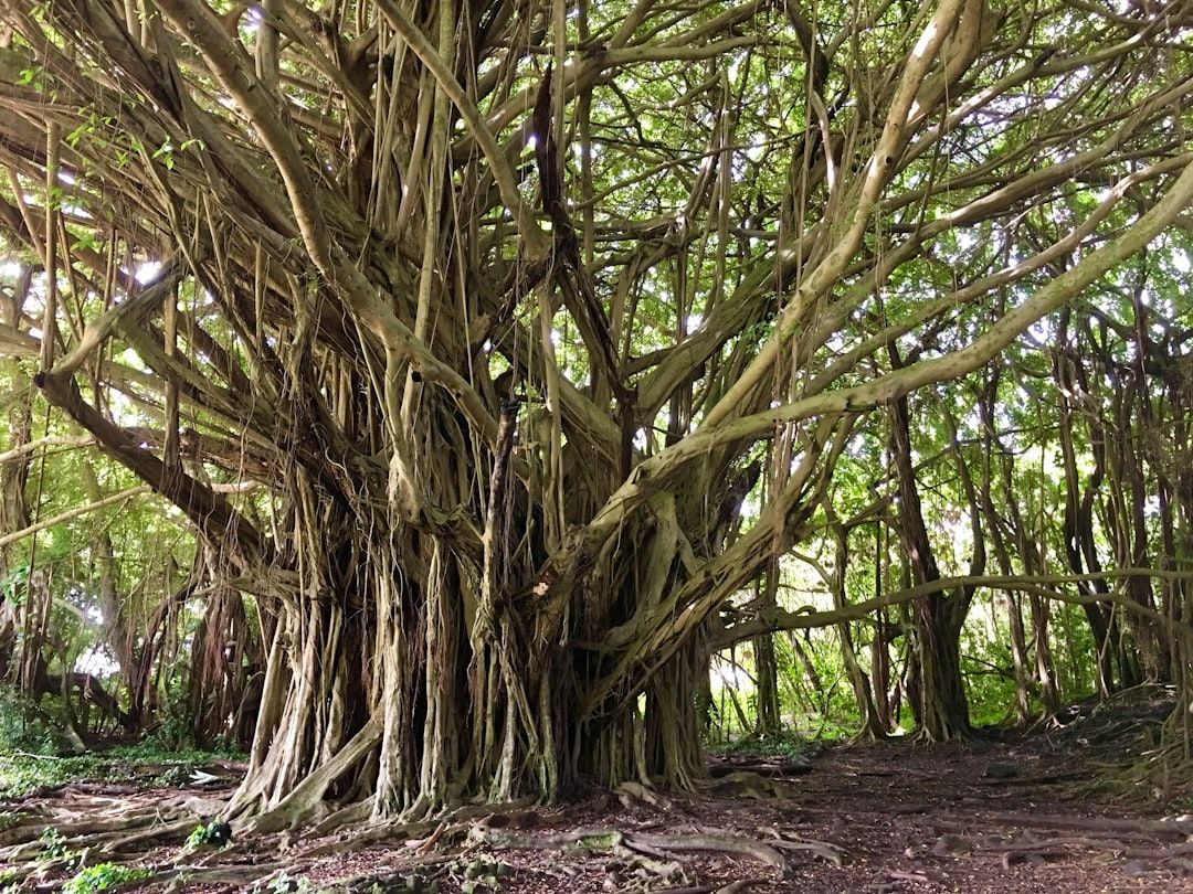 What to book ahead in Hilo