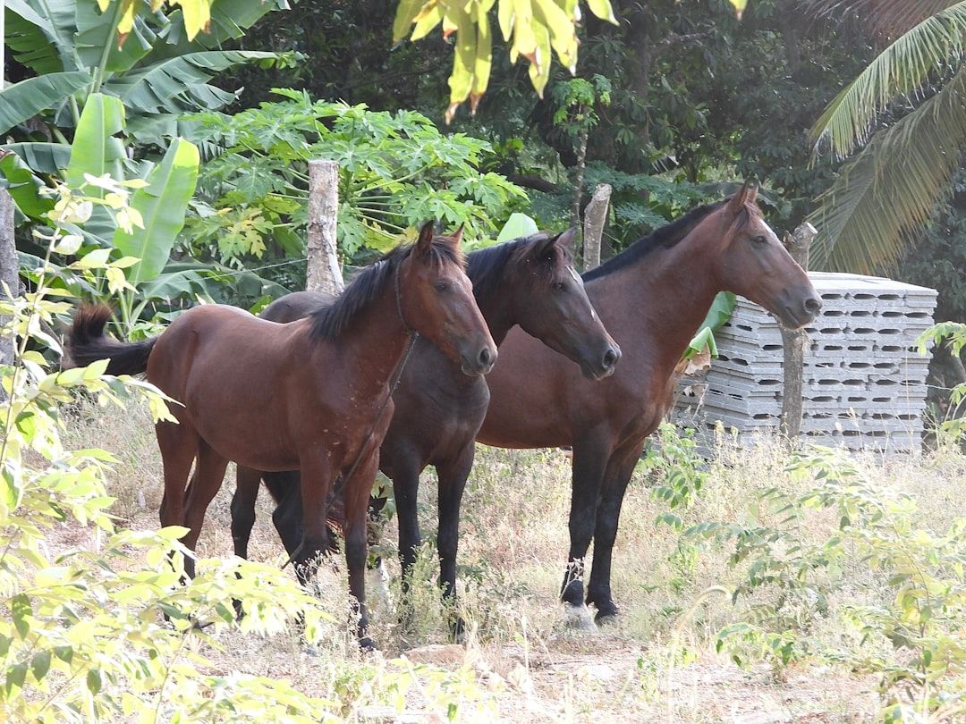 Honduras countryside nature landscape
